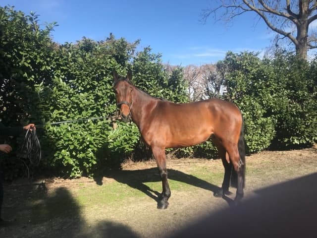 Irish Horses Services - Immagine 2