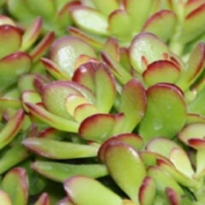 Kircher - Immagine 1