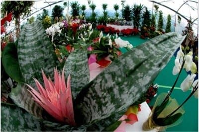 M B Garden - Immagine 2