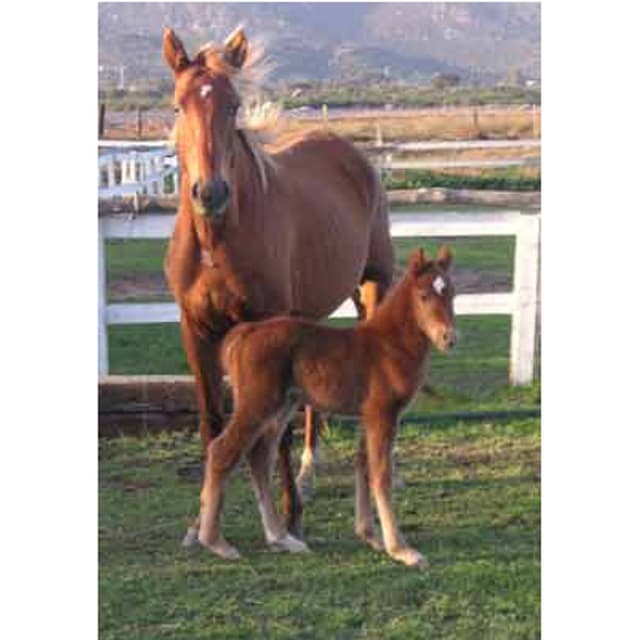 Maneggio La Cinta - Immagine 1