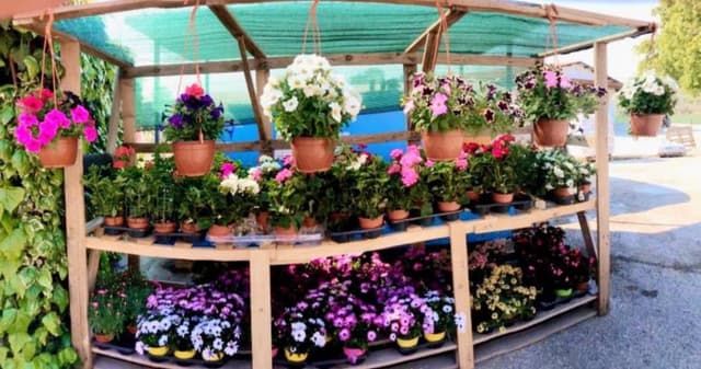 Mangimi Badia - Immagine 1