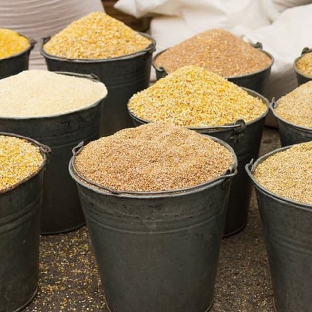 Mangimi Gallo - Immagine 2