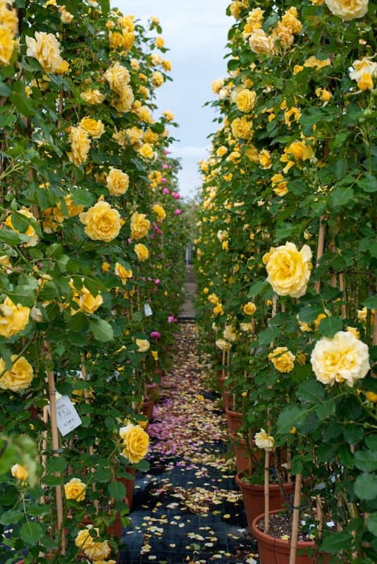 Margheriti Piante - Societa' Agricola - Immagine 1