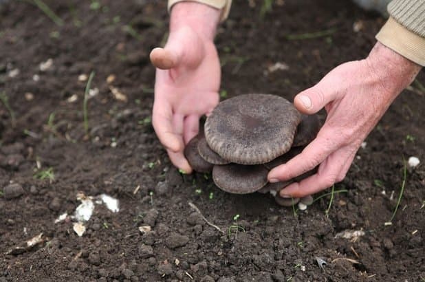 Micotec - Immagine 1