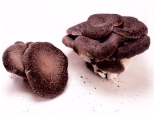 Micotec - Immagine 2