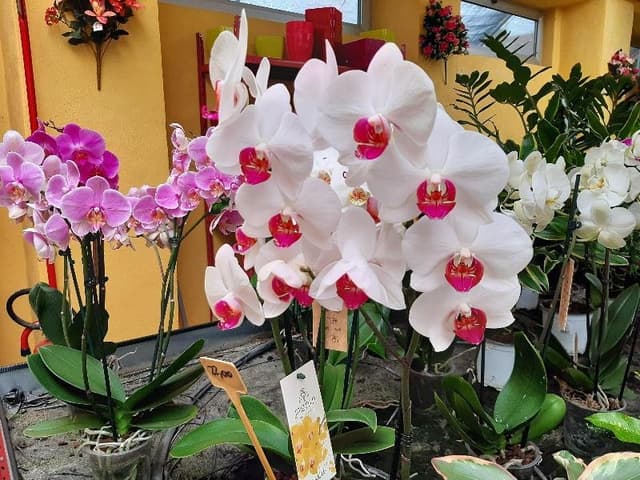 Nebbia Vivai - Immagine 1