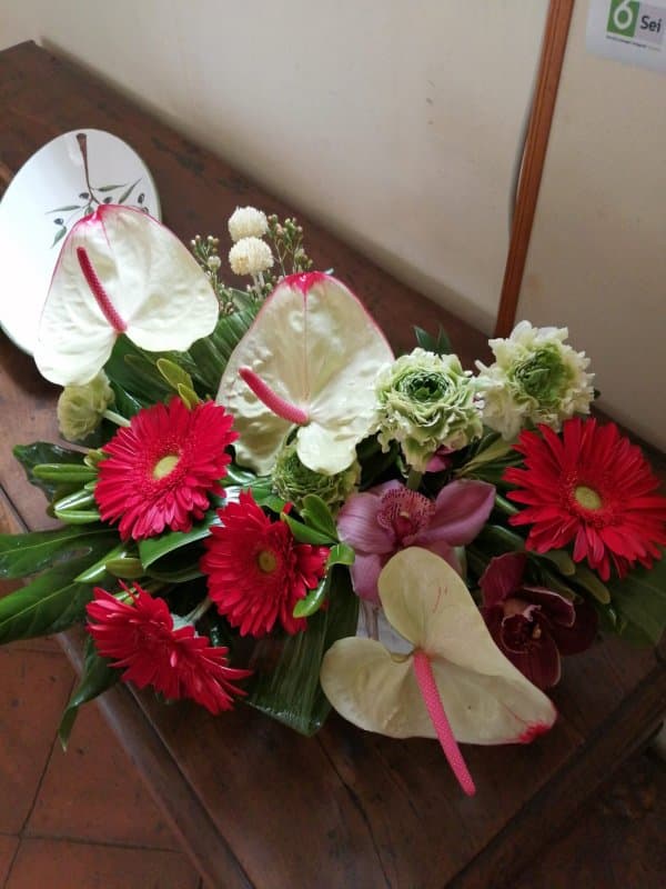 Nuova Achillea Fiori e Piante - Immagine 2