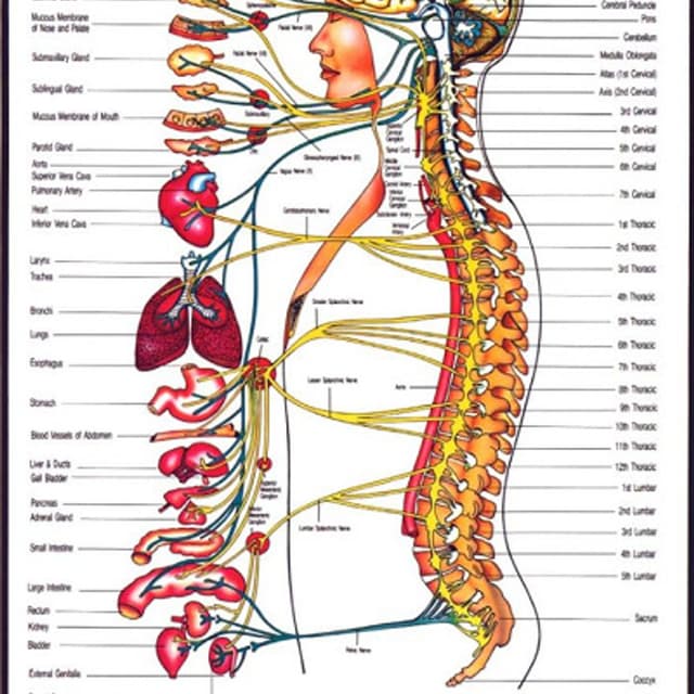 O'Connell Dott. William Joseph - Immagine 1
