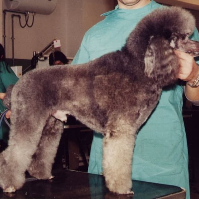 Onirica Alani - Immagine 2