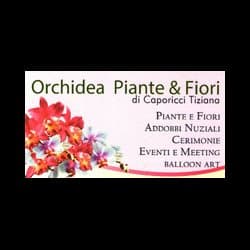 Orchidea Piante e Fiori - Immagine 1