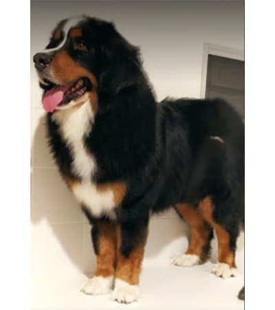 Palizia Toelettatura Cani e Gatti - Immagine 1