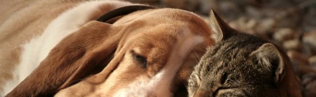 Palizia Toelettatura Cani e Gatti - Immagine 2