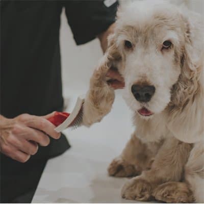 Piero Toilette - Immagine 1