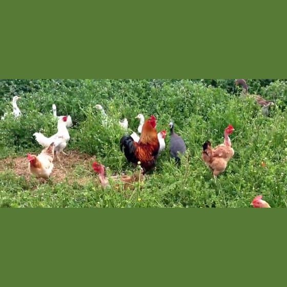 Societa' Agricola De Marchi - Immagine 1