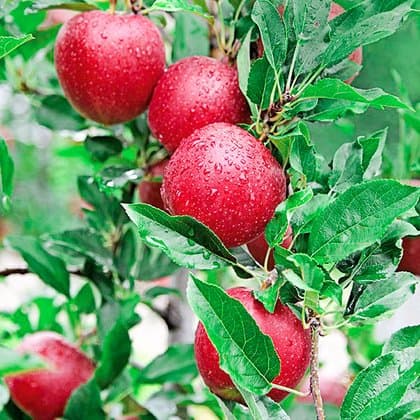 Tabarelli Vivai - Immagine 2