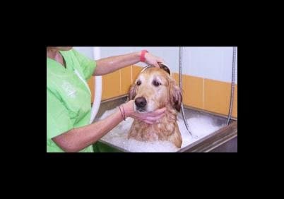 Toelettatura Montevideo - Immagine 1