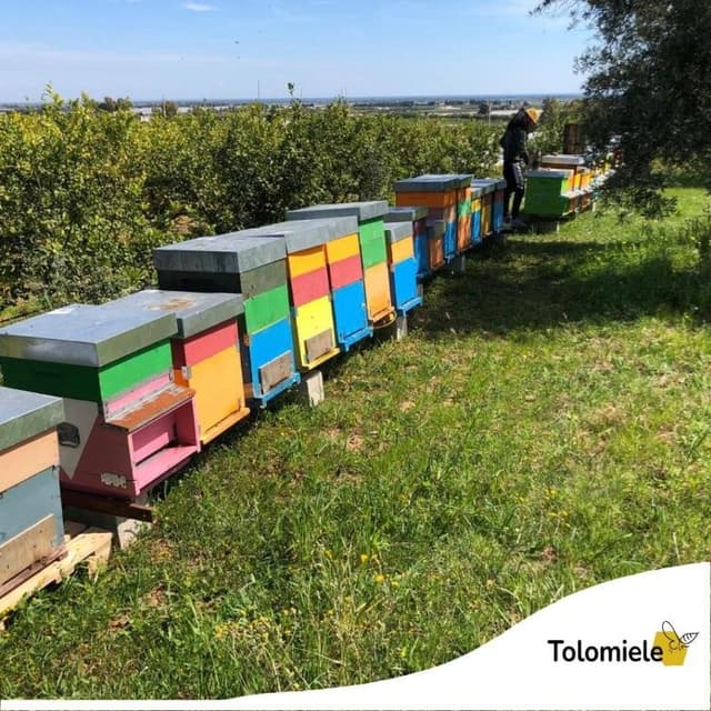 Tolomiele - Apicoltore per passione - Immagine 2