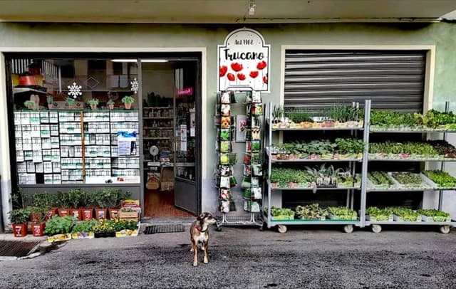 Trucano Carla - Immagine 1