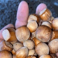 Trusso Sfrazzetto Massimo - Immagine 1