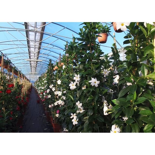 Vivai Eredi Sciotto Mariano - Immagine 1