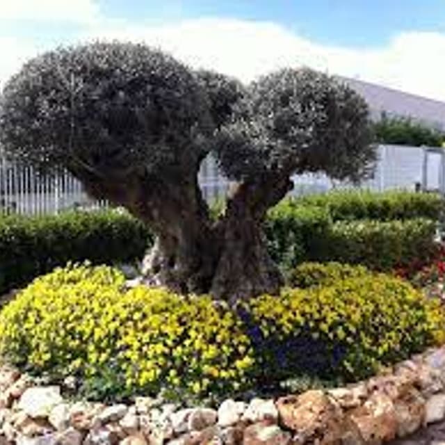 Vivaio Gervasi Sandro - Immagine 2