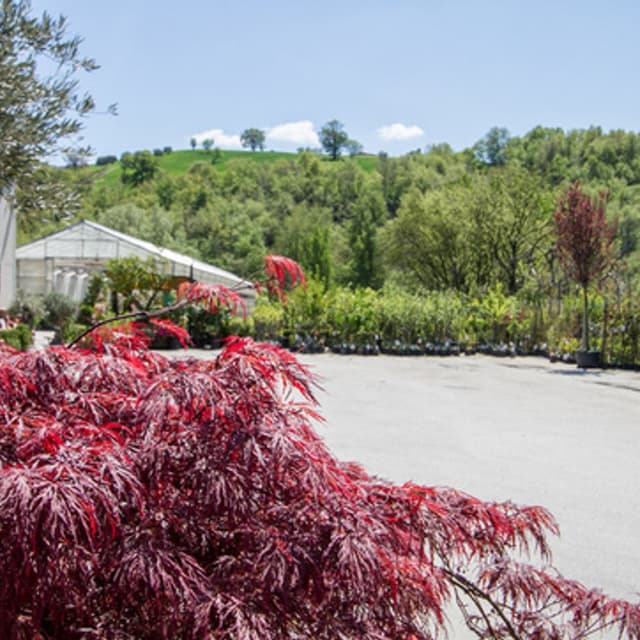 Vivaio Mignogna - Immagine 2