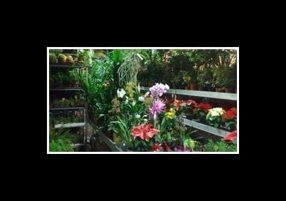 Vivaio Savarese Luca - Immagine 1