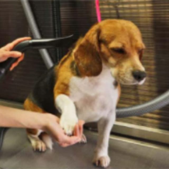 Wash Dog Bolzano - Immagine 2