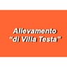 Logo Allevamento Villa Testa
