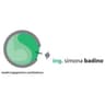 Logo Badino Ing. Simona