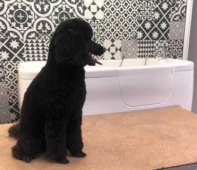 Cians - Toeletta per cani