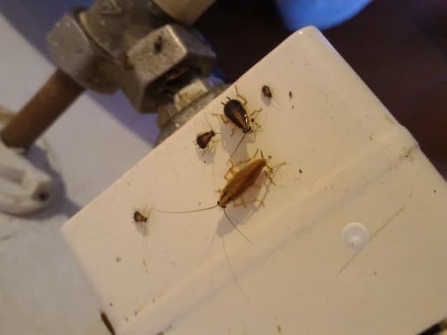 Agrosan Disinfestazioni Sas - Immagine 2