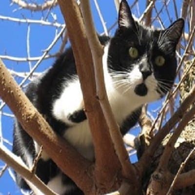 Ali Bau Bau - Immagine 1