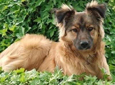 Ali Bau Bau - Immagine 2