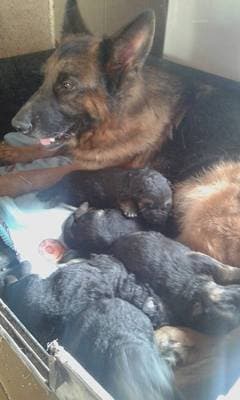 Allevamento del Pastore Tedesco Lago Val Noci - Immagine 2