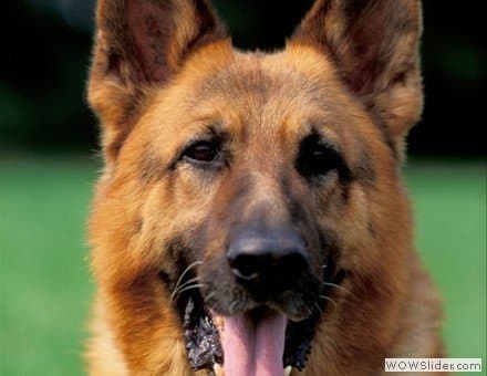 Allevamento Pastore Tedesco dei Fermass - Immagine 2