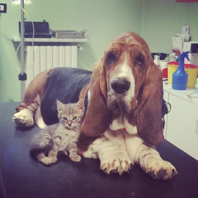 Ambulatorio Veterinario Albero Viola di Barbara Vicini - Immagine 2