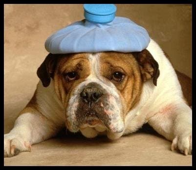 Ambulatorio Veterinario Arca di Noè Dr. Massimo Perazzetta - Immagine 2