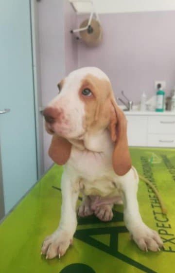 Ambulatorio Veterinario Associato | Dott.Donzelli - D.ssa Musini - Immagine 2