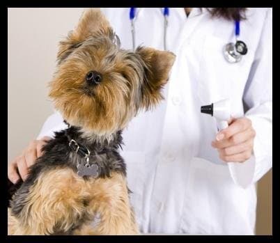 Ambulatorio Veterinario Barzoni Dr.ssa Elisa - Immagine 2