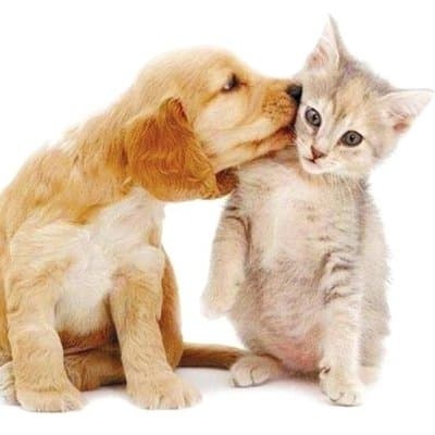 Ambulatorio Veterinario Chinelli - Immagine 2