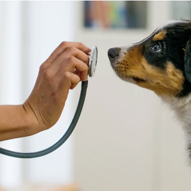 Ambulatorio Veterinario Dr. Merlini Emiliano - Immagine 1