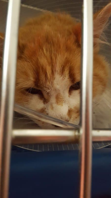 Ambulatorio Veterinario Effemme - Immagine 1