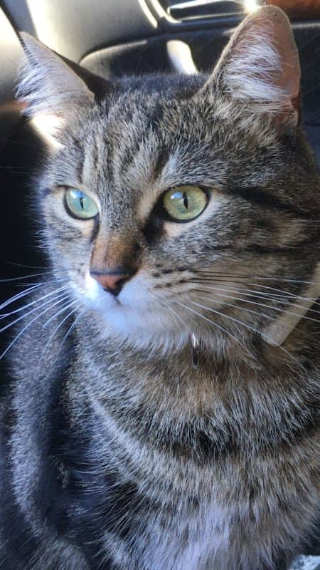 Ambulatorio Veterinario Farnese - Immagine 2