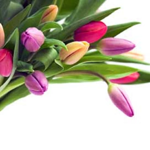 Art Floral Mimosa Piante e Fiori - Immagine 1