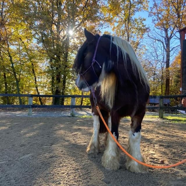 Asd Horsedom - Immagine 1