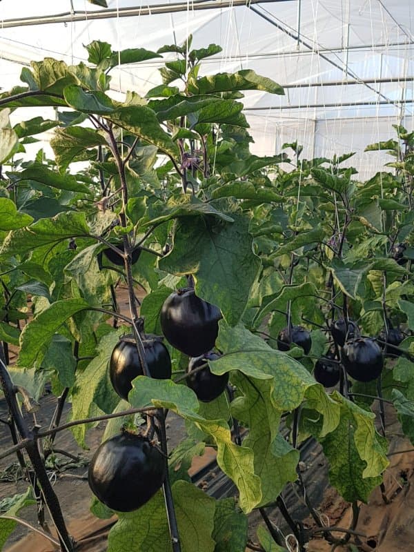 Azienda Agricola Arancio - Immagine 2