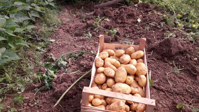 Azienda Agricola Barone - Immagine 2