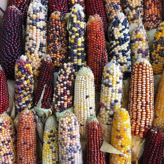 Azienda Agricola Bortolato Gianni e Lavorazioni C/Terzi - Immagine 2