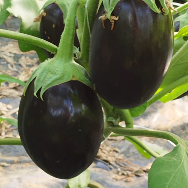 Azienda Agricola Bruno - Produzione Melanzana - Immagine 1